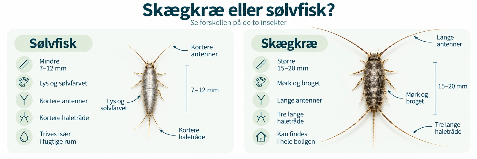 Grafik: forskellen på sølvfisk og skægkræ – størrelse, antenner, haletråde og levesteder